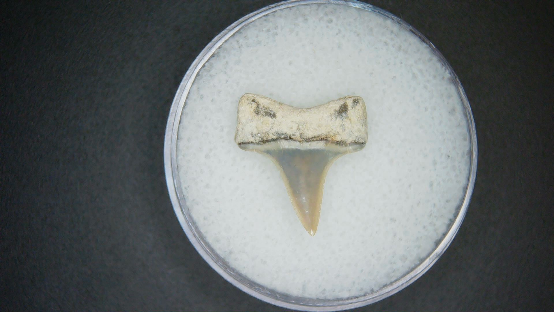 North Carolina Lee Creek Mine Carcharodon hastalis Extinct Mako Shark Tooth 18a | Fossils for Sale Genuine Lee Creek Mine Carcharodon hastalis Extinct Mako Shark Tooth Fossil for Sale from North Carolina #18a