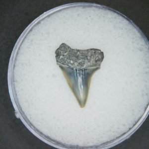 Genuine Lee Creek Mine Carcharodon hastalis Extinct Mako Shark Tooth Fossil for Sale from North Carolina #19