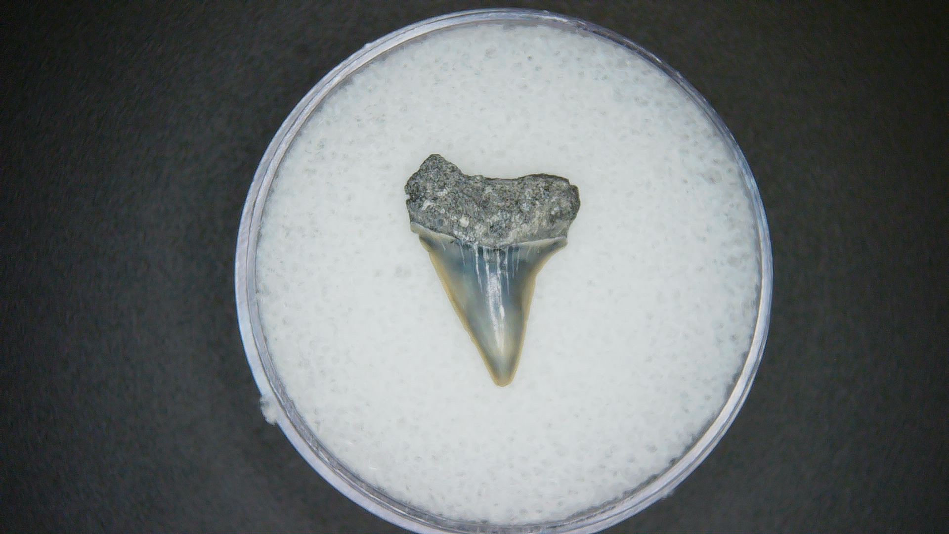 North Carolina Lee Creek Mine Carcharodon hastalis Extinct Mako Shark Tooth 19 | Fossils for Sale Genuine Lee Creek Mine Carcharodon hastalis Extinct Mako Shark Tooth Fossil for Sale from North Carolina #19