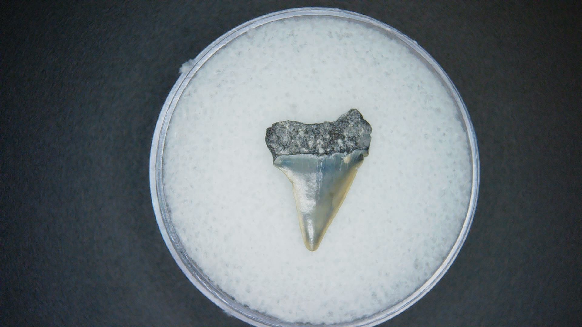 North Carolina Lee Creek Mine Carcharodon hastalis Extinct Mako Shark Tooth 19a | Fossils for Sale Genuine Lee Creek Mine Carcharodon hastalis Extinct Mako Shark Tooth Fossil for Sale from North Carolina #19a