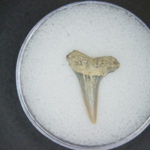 Genuine Lee Creek Mine Carcharodon hastalis Extinct Mako Shark Tooth Fossil for Sale from North Carolina #20