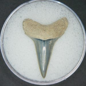 Carcharodon hastalis Extinct Mako Shark Tooth Fossil for Sale #4