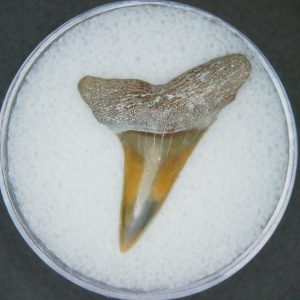 Carcharodon hastalis Extinct Mako Shark Tooth Fossil for Sale #5