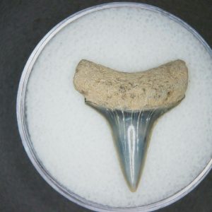 Carcharodon hastalis Extinct Mako Shark Tooth Fossil for Sale #6