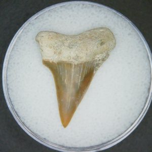 Carcharodon hastalis Extinct Mako Shark Tooth Fossil for Sale #9