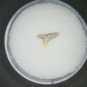 Sphyrna lewini Extinct Hammerhead Shark Tooth Fossil for Sale #1