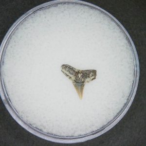 Sphyrna lewini Extinct Hammerhead Shark Tooth Fossil for Sale #10