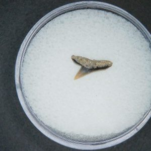 Sphyrna lewini Extinct Hammerhead Shark Tooth Fossil for Sale #11