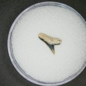 Sphyrna lewini Extinct Hammerhead Shark Tooth Fossil for Sale #14