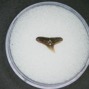 Sphyrna lewini Extinct Hammerhead Shark Tooth Fossil for Sale #15