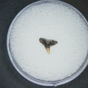 Sphyrna lewini Extinct Hammerhead Shark Tooth Fossil for Sale #16