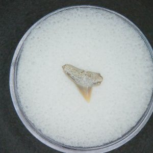 Sphyrna lewini Extinct Hammerhead Shark Tooth Fossil for Sale #18