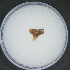 Sphyrna lewini Extinct Hammerhead Shark Tooth Fossil for Sale #20