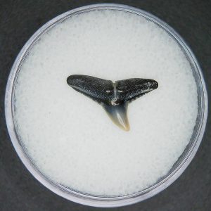 North Carolina Lee Creek Mine Sphyrna zygaena Extinct Hammerhead Shark Tooth 1 | Fossils for Sale Genuine Lee Creek Mine Sphyrna zygaena Extinct Hammerhead Shark Tooth Fossil for Sale from North Carolina #1