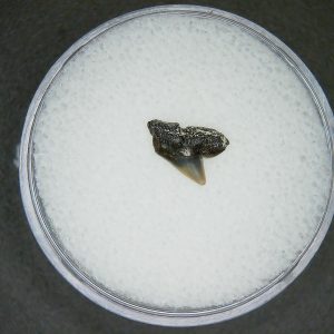 North Carolina Lee Creek Mine Sphyrna zygaena Extinct Hammerhead Shark Tooth 10 | Fossils for Sale Genuine Lee Creek Mine Sphyrna zygaena Extinct Hammerhead Shark Tooth Fossil for Sale from North Carolina #10