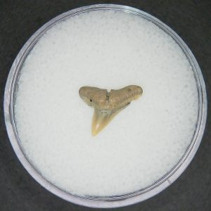 North Carolina Lee Creek Mine Sphyrna zygaena Extinct Hammerhead Shark Tooth 11 | Fossils for Sale Genuine Lee Creek Mine Sphyrna zygaena Extinct Hammerhead Shark Tooth Fossil for Sale from North Carolina #11