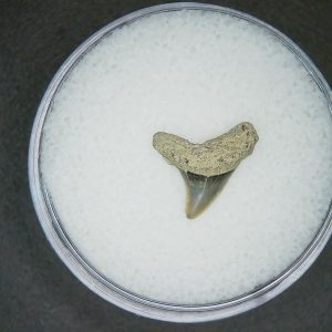North Carolina Lee Creek Mine Sphyrna zygaena Extinct Hammerhead Shark Tooth 13 | Fossils for Sale Genuine Lee Creek Mine Sphyrna zygaena Extinct Hammerhead Shark Tooth Fossil for Sale from North Carolina #13