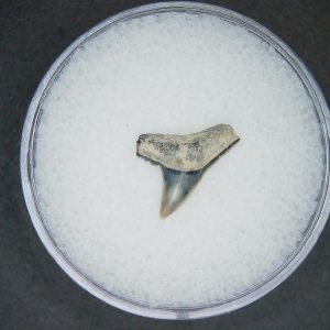 North Carolina Lee Creek Mine Sphyrna zygaena Extinct Hammerhead Shark Tooth 14 | Fossils for Sale Genuine Lee Creek Mine Sphyrna zygaena Extinct Hammerhead Shark Tooth Fossil for Sale from North Carolina #14