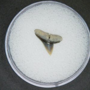 North Carolina Lee Creek Mine Sphyrna zygaena Extinct Hammerhead Shark Tooth 15 | Fossils for Sale Genuine Lee Creek Mine Sphyrna zygaena Extinct Hammerhead Shark Tooth Fossil for Sale from North Carolina #15