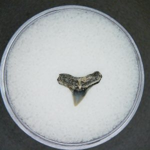 North Carolina Lee Creek Mine Sphyrna zygaena Extinct Hammerhead Shark Tooth 16 | Fossils for Sale Genuine Lee Creek Mine Sphyrna zygaena Extinct Hammerhead Shark Tooth Fossil for Sale from North Carolina #16