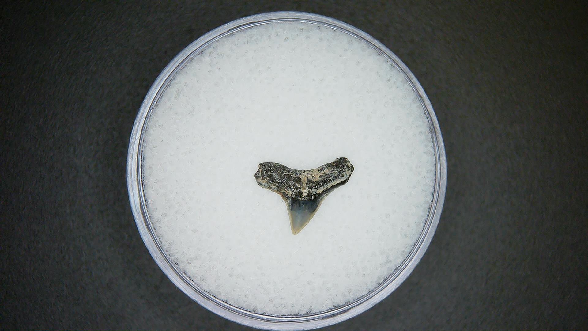 North Carolina Lee Creek Mine Sphyrna zygaena Extinct Hammerhead Shark Tooth 16 | Fossils for Sale Genuine Lee Creek Mine Sphyrna zygaena Extinct Hammerhead Shark Tooth Fossil for Sale from North Carolina #16