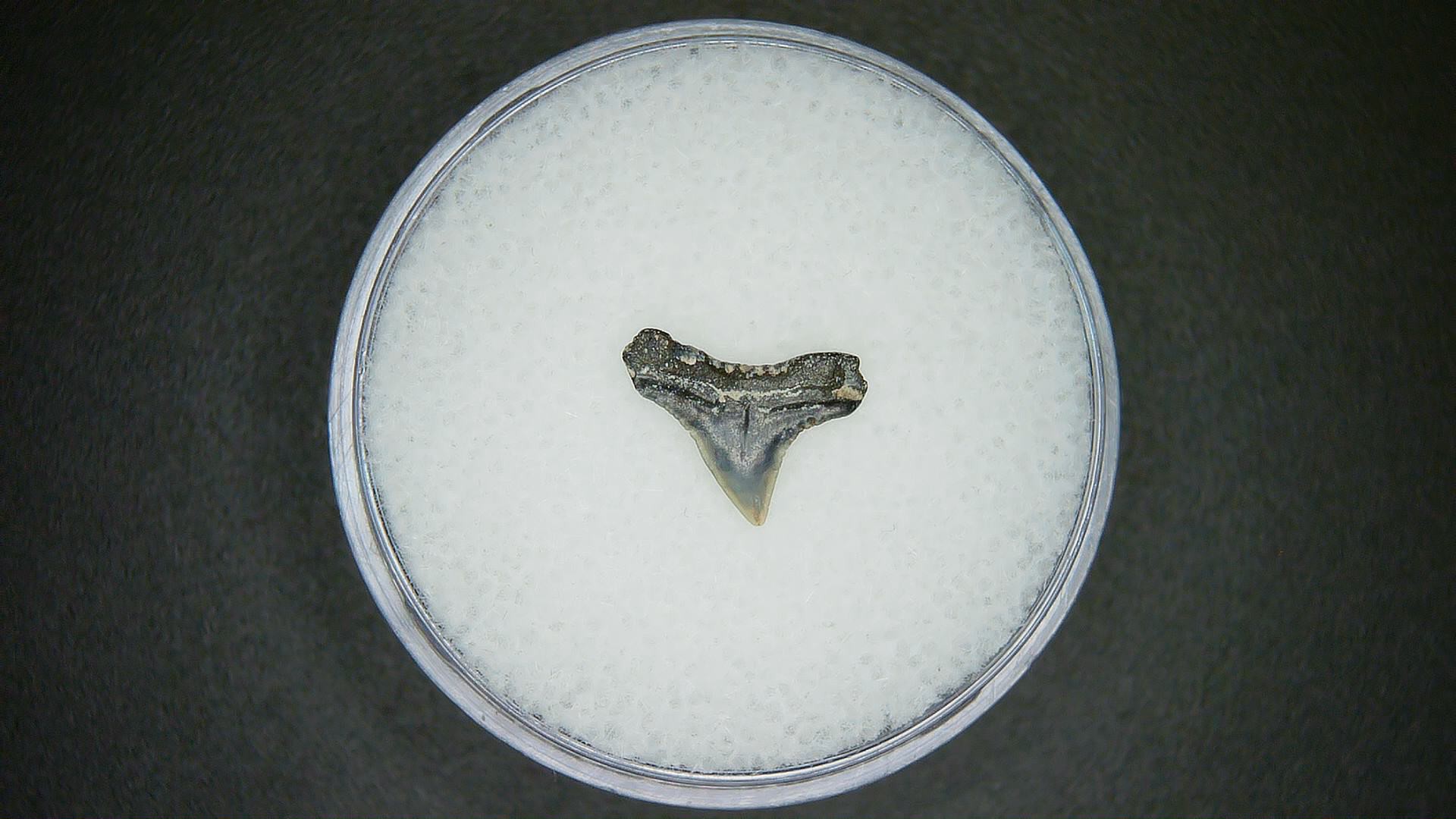 North Carolina Lee Creek Mine Sphyrna zygaena Extinct Hammerhead Shark Tooth 16a | Fossils for Sale Genuine Lee Creek Mine Sphyrna zygaena Extinct Hammerhead Shark Tooth Fossil for Sale from North Carolina #16a
