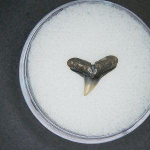 North Carolina Lee Creek Mine Sphyrna zygaena Extinct Hammerhead Shark Tooth 17 | Fossils for Sale Genuine Lee Creek Mine Sphyrna zygaena Extinct Hammerhead Shark Tooth Fossil for Sale from North Carolina #17