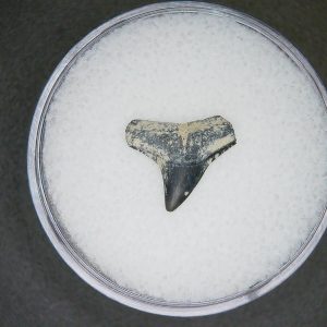 North Carolina Lee Creek Mine Sphyrna zygaena Extinct Hammerhead Shark Tooth 18 | Fossils for Sale Genuine Lee Creek Mine Sphyrna zygaena Extinct Hammerhead Shark Tooth Fossil for Sale from North Carolina #18