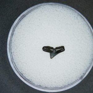 North Carolina Lee Creek Mine Sphyrna zygaena Extinct Hammerhead Shark Tooth 19 | Fossils for Sale Genuine Lee Creek Mine Sphyrna zygaena Extinct Hammerhead Shark Tooth Fossil for Sale from North Carolina #19