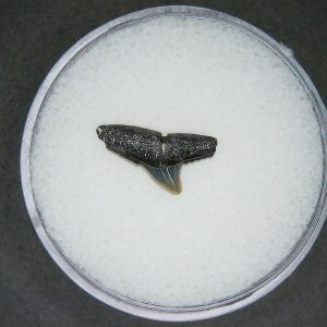 Genuine Lee Creek Mine Sphyrna zygaena Extinct Hammerhead Shark Tooth Fossil for Sale from North Carolina #2