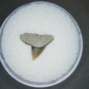 Genuine Lee Creek Mine Sphyrna zygaena Extinct Hammerhead Shark Tooth Fossil for Sale from North Carolina #20