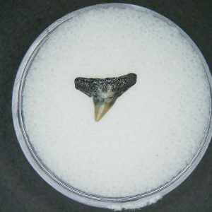 Genuine Lee Creek Mine Sphyrna zygaena Extinct Hammerhead Shark Tooth Fossil for Sale from North Carolina #3
