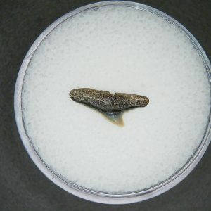Genuine Lee Creek Mine Sphyrna zygaena Extinct Hammerhead Shark Tooth Fossil for Sale from North Carolina #4