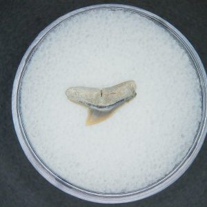 Genuine Lee Creek Mine Sphyrna zygaena Extinct Hammerhead Shark Tooth Fossil for Sale from North Carolina #5