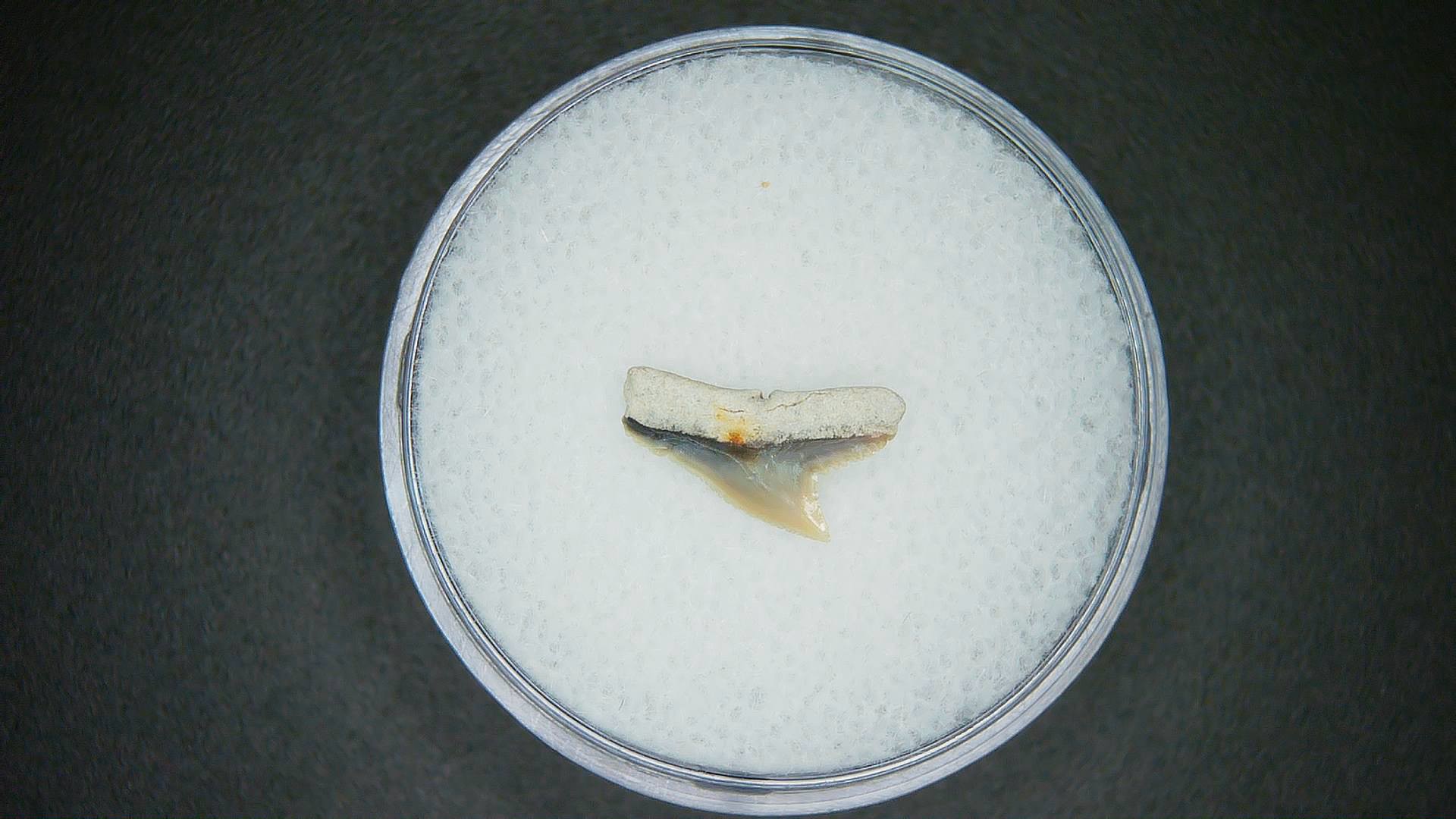 North Carolina Lee Creek Mine Sphyrna zygaena Extinct Hammerhead Shark Tooth 5a | Fossils for Sale Genuine Lee Creek Mine Sphyrna zygaena Extinct Hammerhead Shark Tooth Fossil for Sale from North Carolina #5a