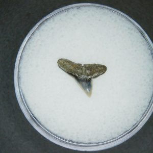 Genuine Lee Creek Mine Sphyrna zygaena Extinct Hammerhead Shark Tooth Fossil for Sale from North Carolina #6