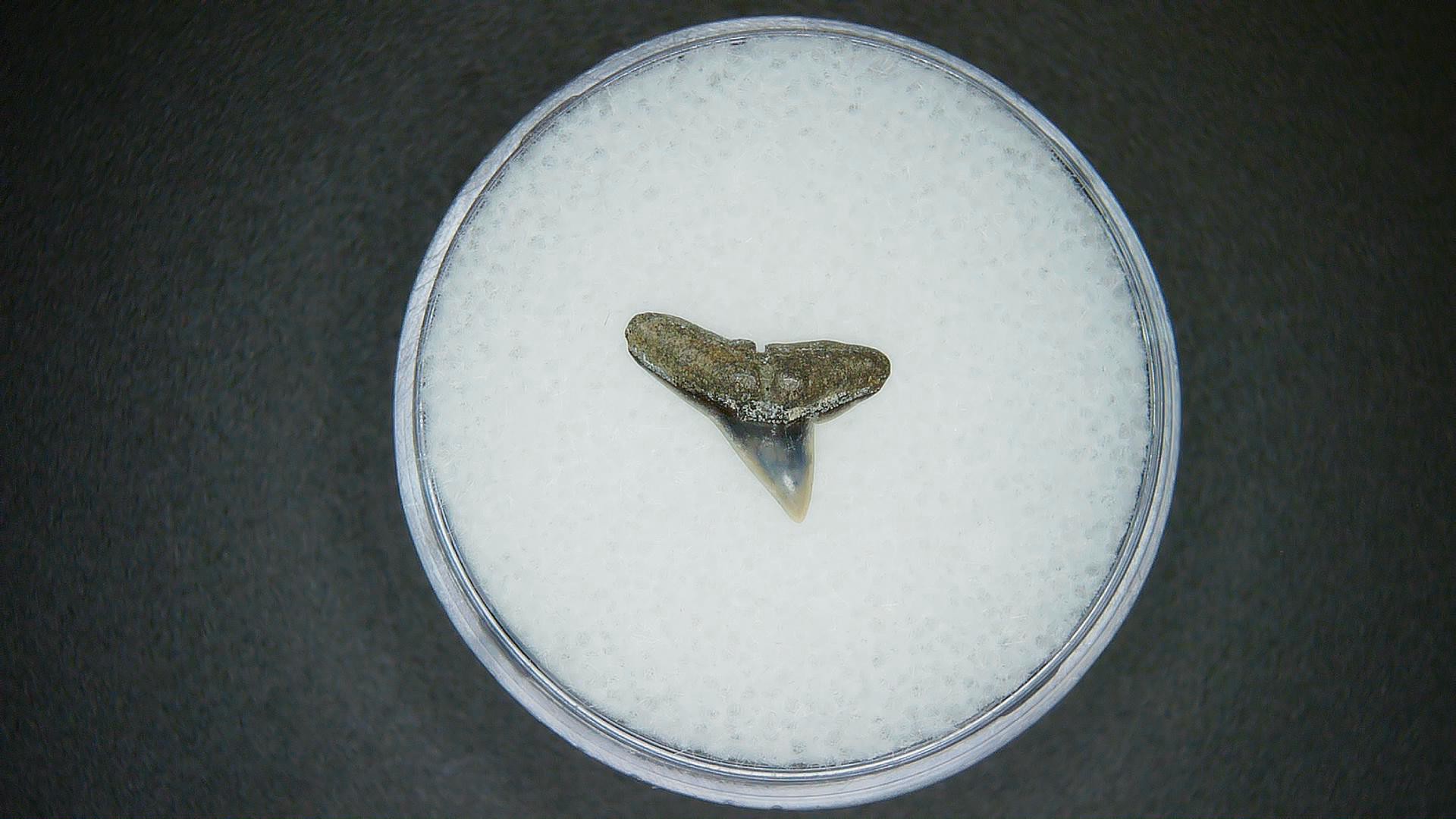North Carolina Lee Creek Mine Sphyrna zygaena Extinct Hammerhead Shark Tooth 6 | Fossils for Sale Genuine Lee Creek Mine Sphyrna zygaena Extinct Hammerhead Shark Tooth Fossil for Sale from North Carolina #6
