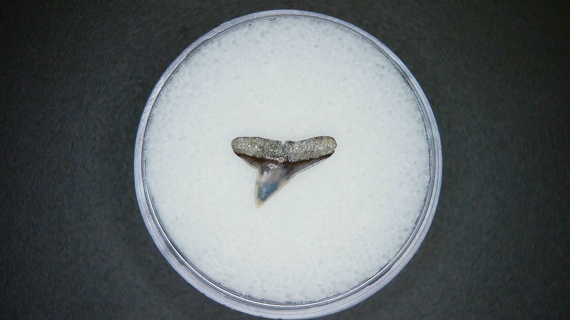 North Carolina Lee Creek Mine Sphyrna zygaena Extinct Hammerhead Shark Tooth 6a | Fossils for Sale Genuine Lee Creek Mine Sphyrna zygaena Extinct Hammerhead Shark Tooth Fossil for Sale from North Carolina #6a