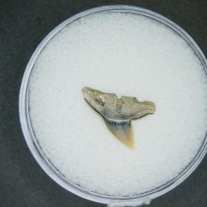 Genuine Lee Creek Mine Sphyrna zygaena Extinct Hammerhead Shark Tooth Fossil for Sale from North Carolina #7