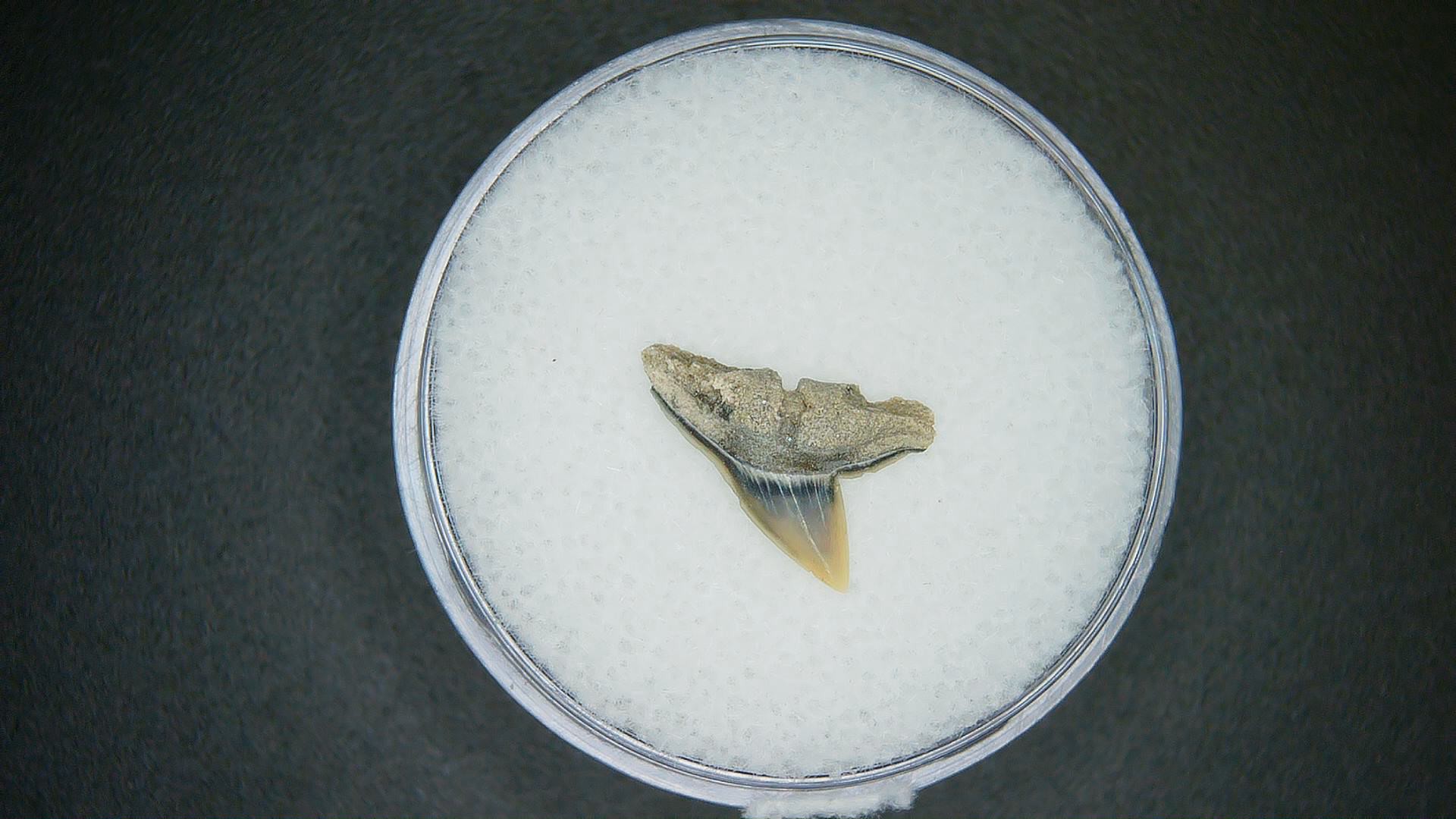 North Carolina Lee Creek Mine Sphyrna zygaena Extinct Hammerhead Shark Tooth 7 | Fossils for Sale Genuine Lee Creek Mine Sphyrna zygaena Extinct Hammerhead Shark Tooth Fossil for Sale from North Carolina #7