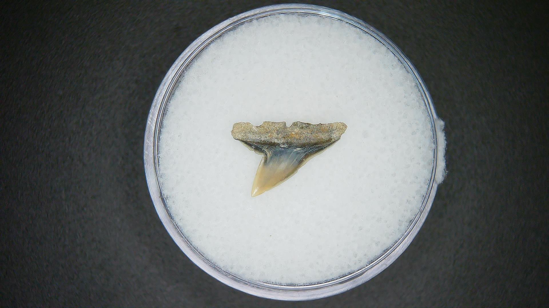 North Carolina Lee Creek Mine Sphyrna zygaena Extinct Hammerhead Shark Tooth 7a | Fossils for Sale Genuine Lee Creek Mine Sphyrna zygaena Extinct Hammerhead Shark Tooth Fossil for Sale from North Carolina #7a