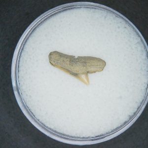 Genuine Lee Creek Mine Sphyrna zygaena Extinct Hammerhead Shark Tooth Fossil for Sale from North Carolina #8
