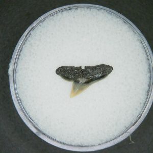 Genuine Lee Creek Mine Sphyrna zygaena Extinct Hammerhead Shark Tooth Fossil for Sale from North Carolina #9