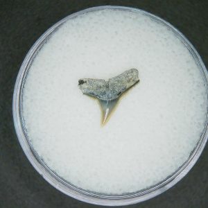 Genuine Lee Creek Mine carcharhinus-macloti Extinct Hardnosed Shark Tooth Fossil for Sale from North Carolina #1