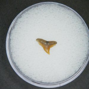 Genuine Lee Creek Mine carcharhinus-macloti Extinct Hardnosed Shark Tooth Fossil for Sale from North Carolina #10