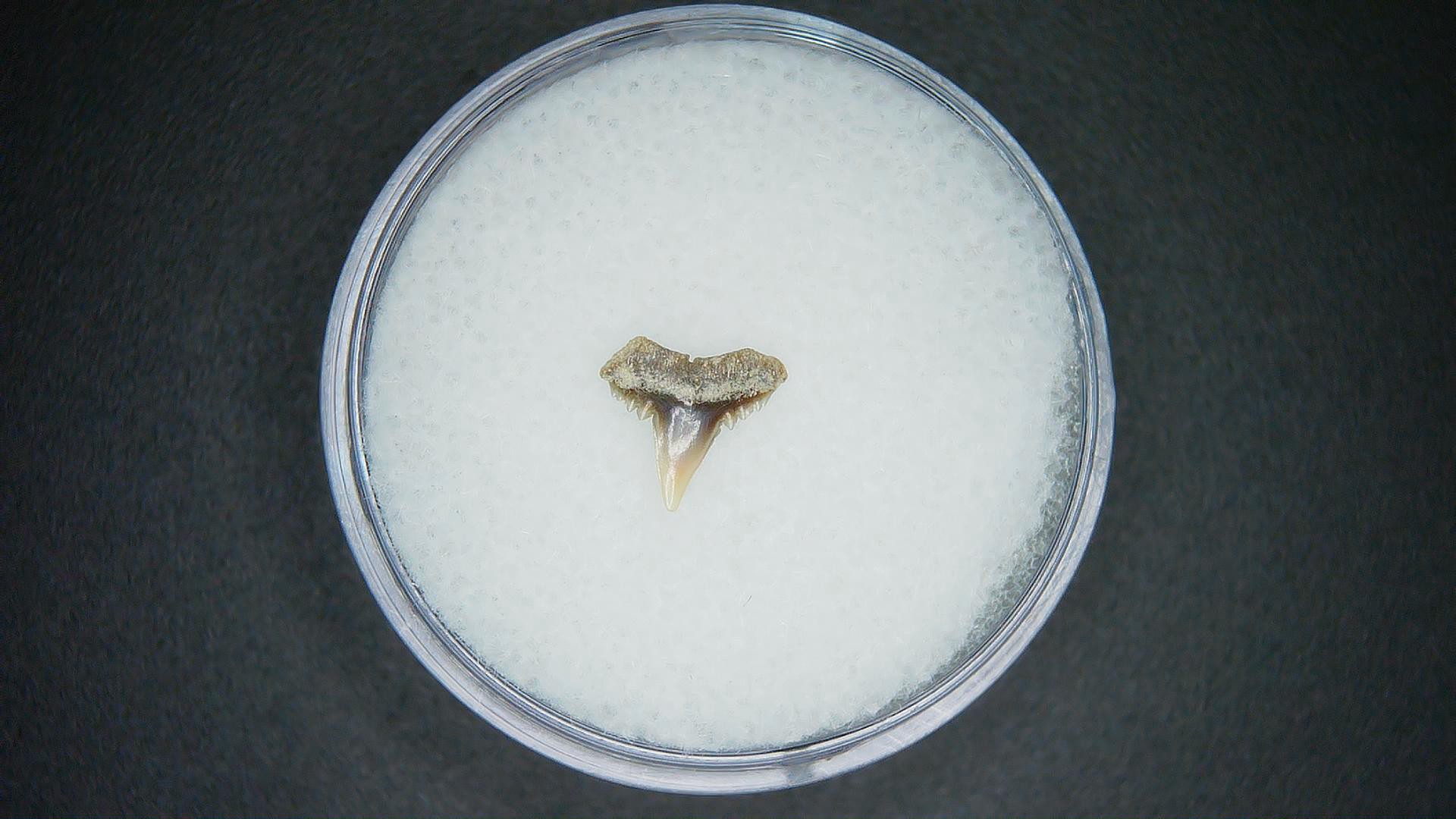 North Carolina Lee Creek Mine carcharhinus-macloti Extinct Hardnosed Shark Tooth 11a | Fossils for Sale Genuine Lee Creek Mine carcharhinus-macloti Extinct Hardnosed Shark Tooth Fossil for Sale from North Carolina #11a