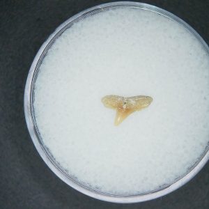 Genuine Lee Creek Mine carcharhinus-macloti Extinct Hardnosed Shark Tooth Fossil for Sale from North Carolina #12