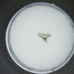 Genuine Lee Creek Mine carcharhinus-macloti Extinct Hardnosed Shark Tooth Fossil for Sale from North Carolina #13