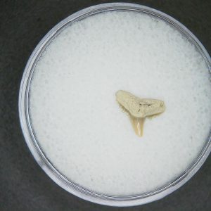 Genuine Lee Creek Mine carcharhinus-macloti Extinct Hardnosed Shark Tooth Fossil for Sale from North Carolina #14