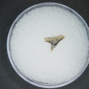 Genuine Lee Creek Mine carcharhinus-macloti Extinct Hardnosed Shark Tooth Fossil for Sale from North Carolina #15